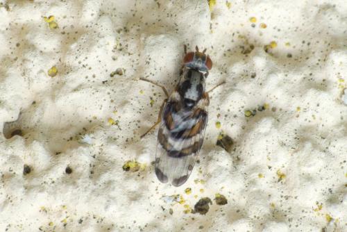 Réf. 282 375 : Myennis octopunctata